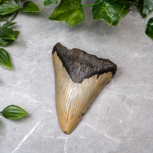 Megladon Shark Tooth #1