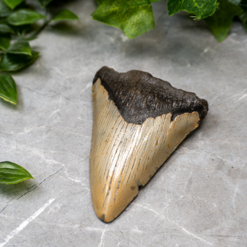 Megladon Shark Tooth #1