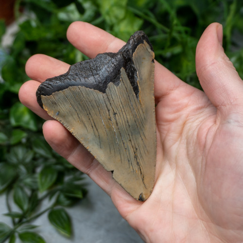 Megladon Shark Tooth #1