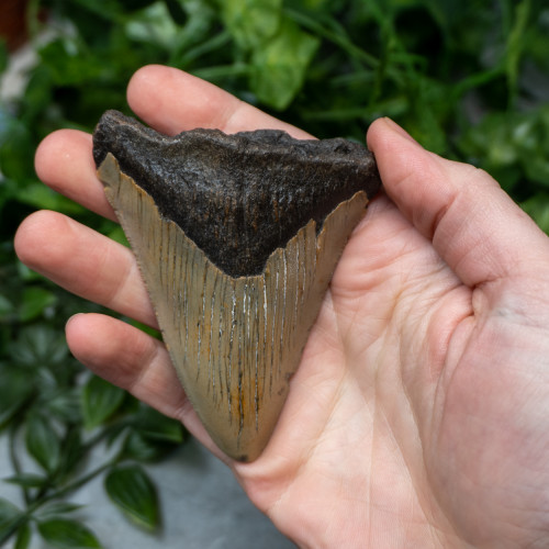 Megladon Shark Tooth #1