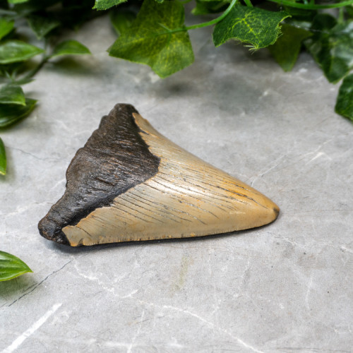 Megladon Shark Tooth #1