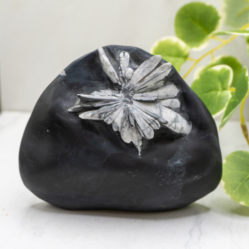 Chrysanthemum Stone Free Form #2