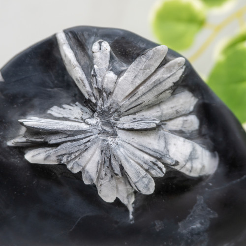 Chrysanthemum Stone Free Form #2