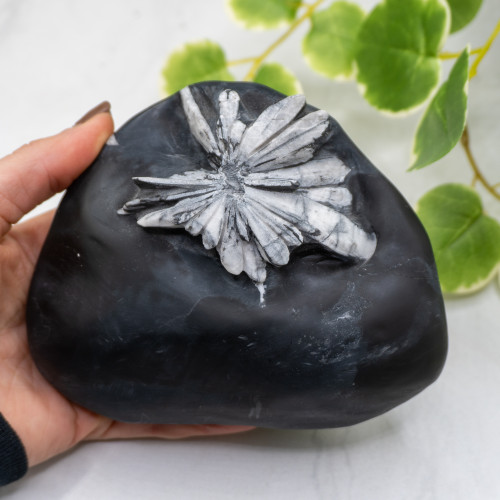 Chrysanthemum Stone Free Form #2