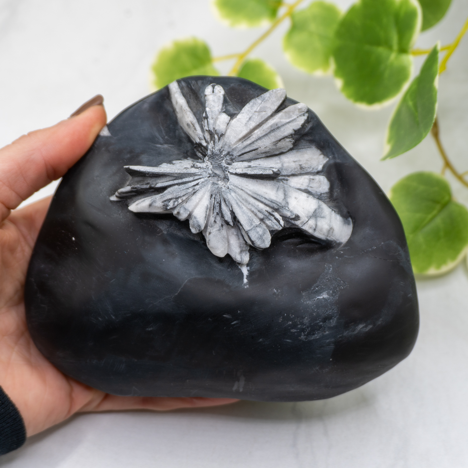 Chrysanthemum Stone Free Form #2 - The Crystal Council