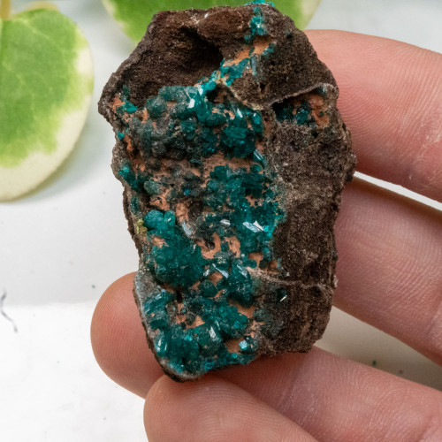 Dioptase with Hemimorphite #3