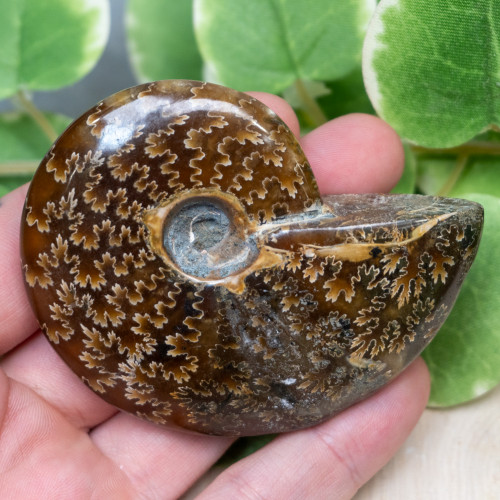 Ammolite from Madagascar #1