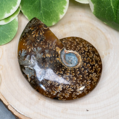 Ammolite from Madagascar #1