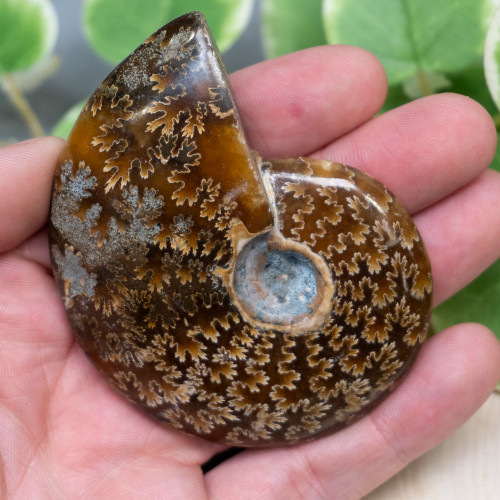 Ammolite from Madagascar #1