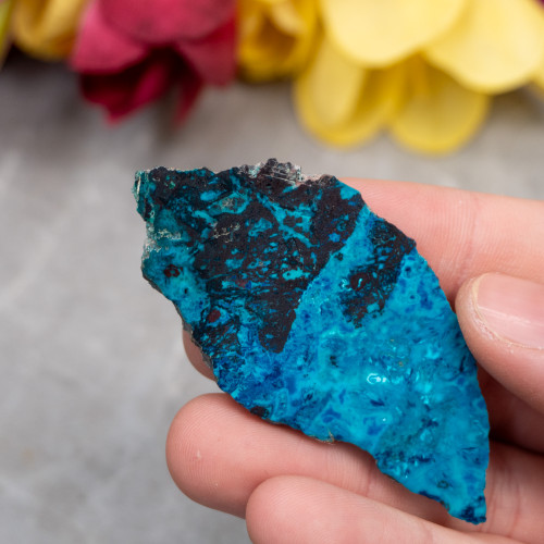 Shattuckite Slab with Tenorite, Azurite, and Chrysocolla #5