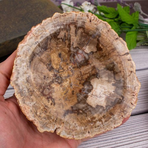 Small Petrified Wood Bowl