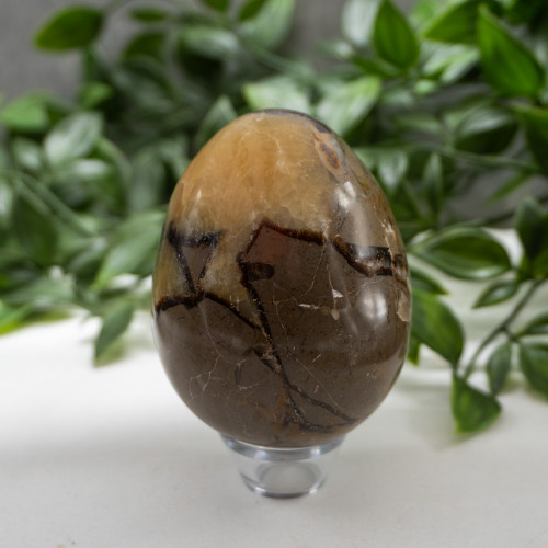 Septarian Medium Egg