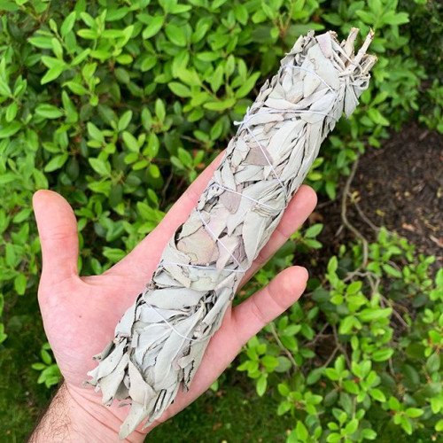 12" California White Sage Stick