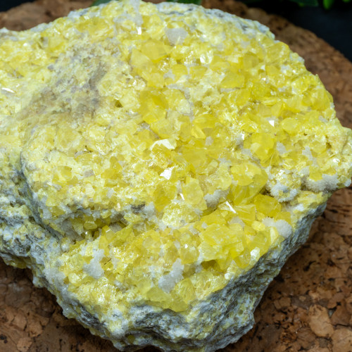 XL Yellow Sulfur #5