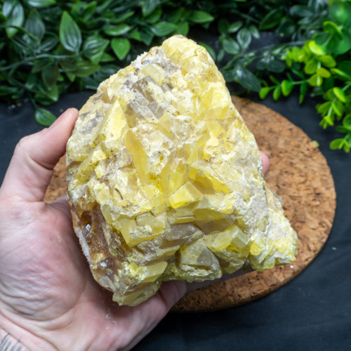 XL Yellow Sulfur #4