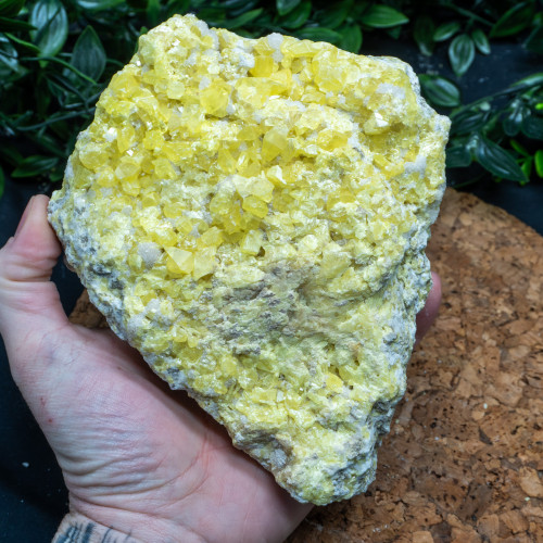 XL Yellow Sulfur #5