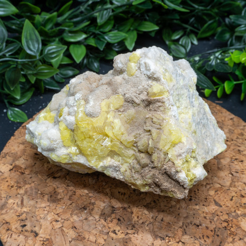XL Yellow Sulfur #2