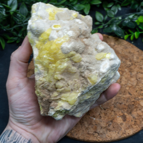XL Yellow Sulfur #2