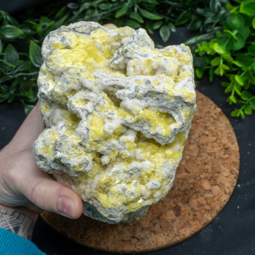 XL Yellow Sulfur #1