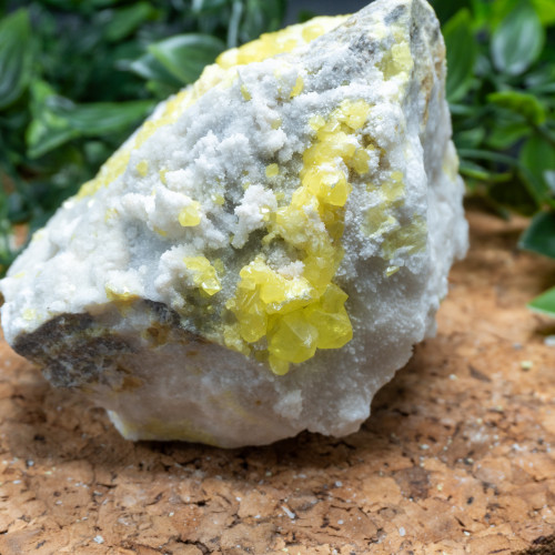 Yellow Sulfur #8