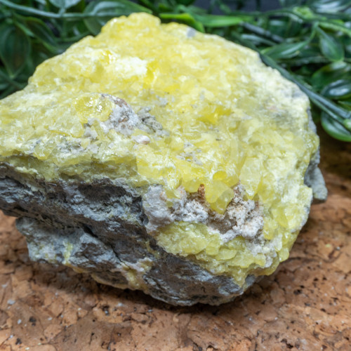 Yellow Sulfur #1