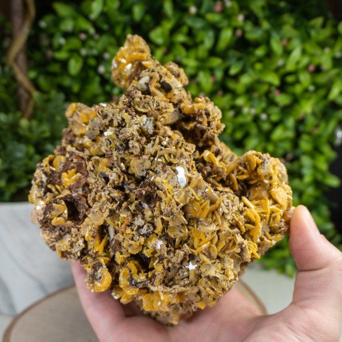 XL Wulfenite on Matrix