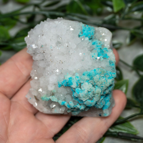 Large Turquoise on Quartz #3