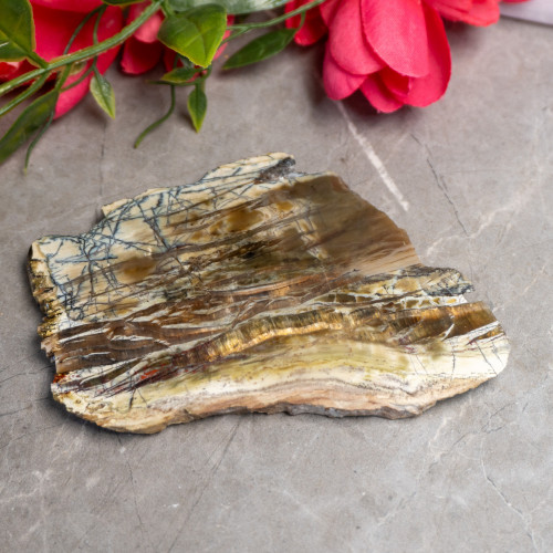 XL Arizona Pietersite Slice #1