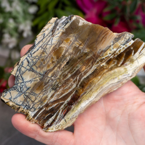 XL Arizona Pietersite Slice #1