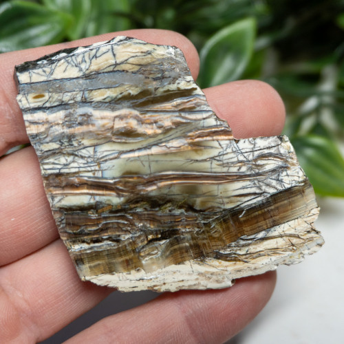 Arizona Pietersite #9