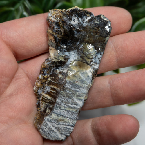 Arizona Pietersite #8