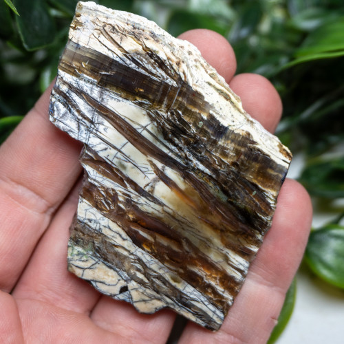 Arizona Pietersite #6