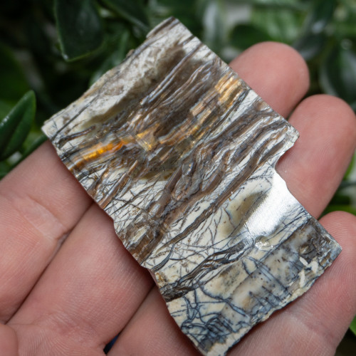 Arizona Pietersite #5