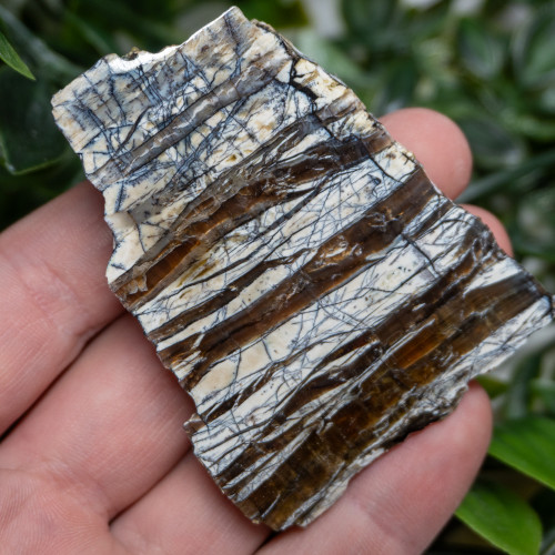 Arizona Pietersite #4