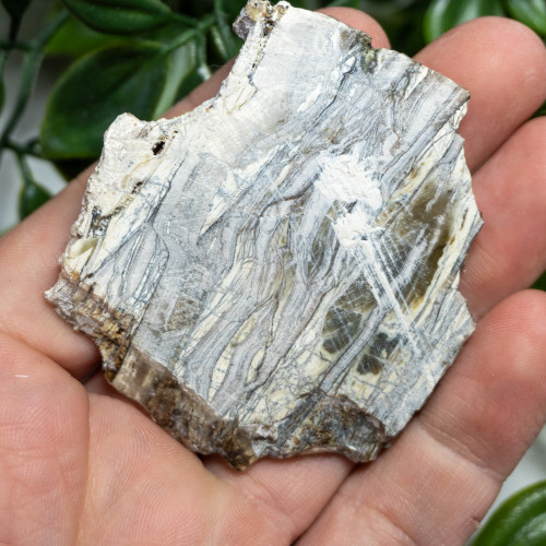 Arizona Pietersite #3