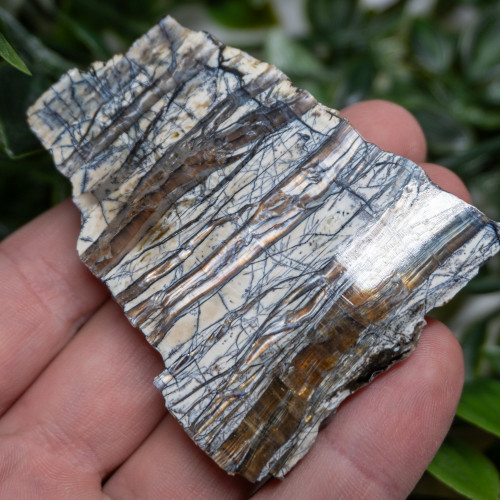 Arizona Pietersite #4