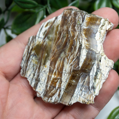 Arizona Pietersite #3