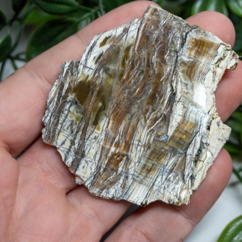 Arizona Pietersite #3