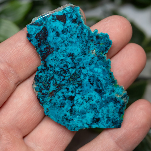 Chrysocolla, Shattuckite, and Tenorite Slab #6