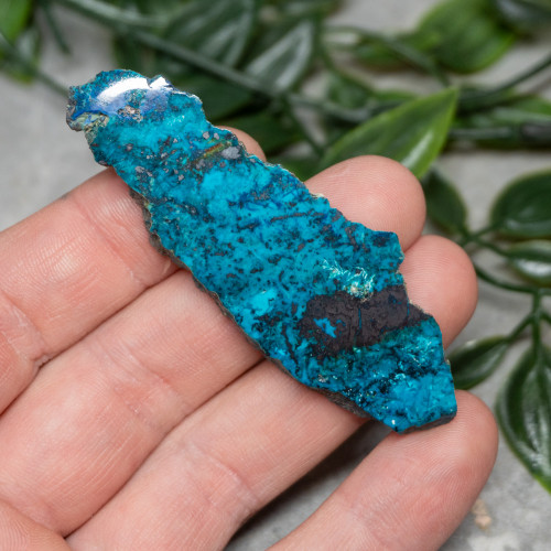 Chrysocolla, Shattuckite, and Tenorite Slab #5