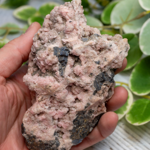XL Rhodochrosite with Galena