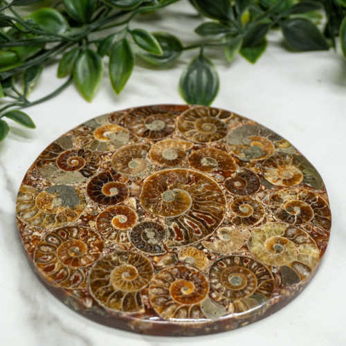 Ammonite Medium Plate Random