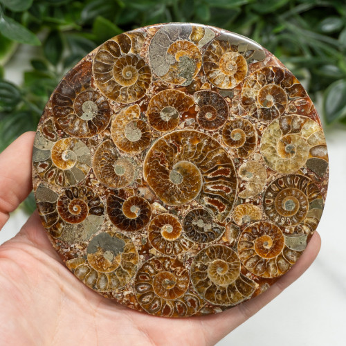 Ammonite Medium Plate Random