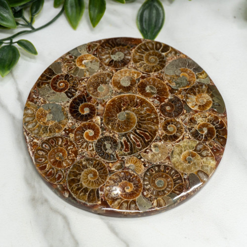 Ammonite Medium Plate Random