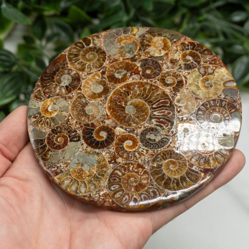 Ammonite Medium Plate Random