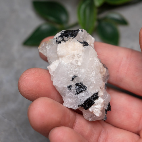 Black Tourmaline in Quartz with Clevelandite #8