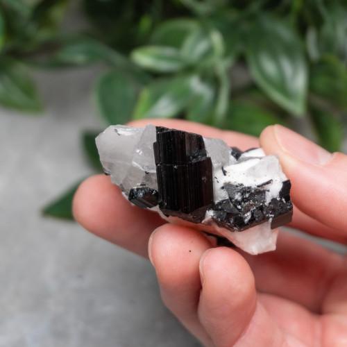 Black Tourmaline in Quartz with Clevelandite #7