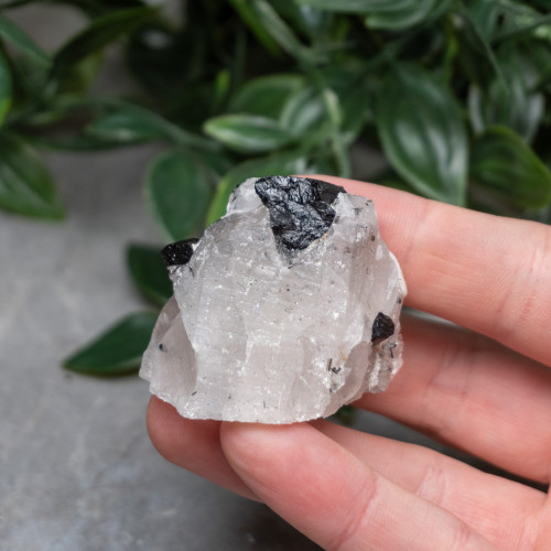 Black Tourmaline in Quartz with Clevelandite #5