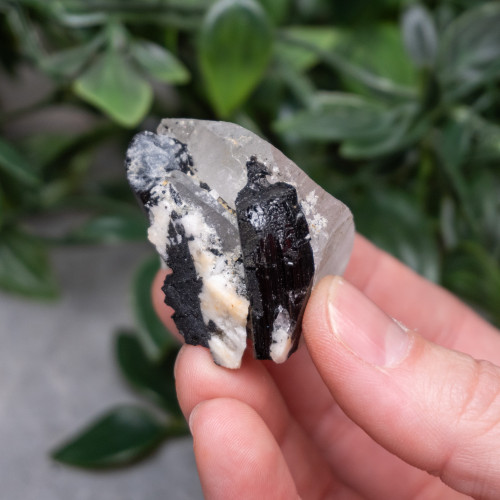Black Tourmaline in Quartz with Clevelandite #4