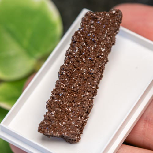 Petrified Wood with Quartz Coating #7